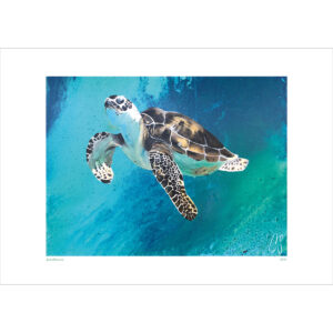 Druck "Schildkröte"